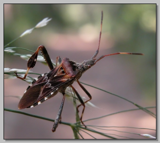 Coreidae: Leptoglossus occidentalis ormai ovunque